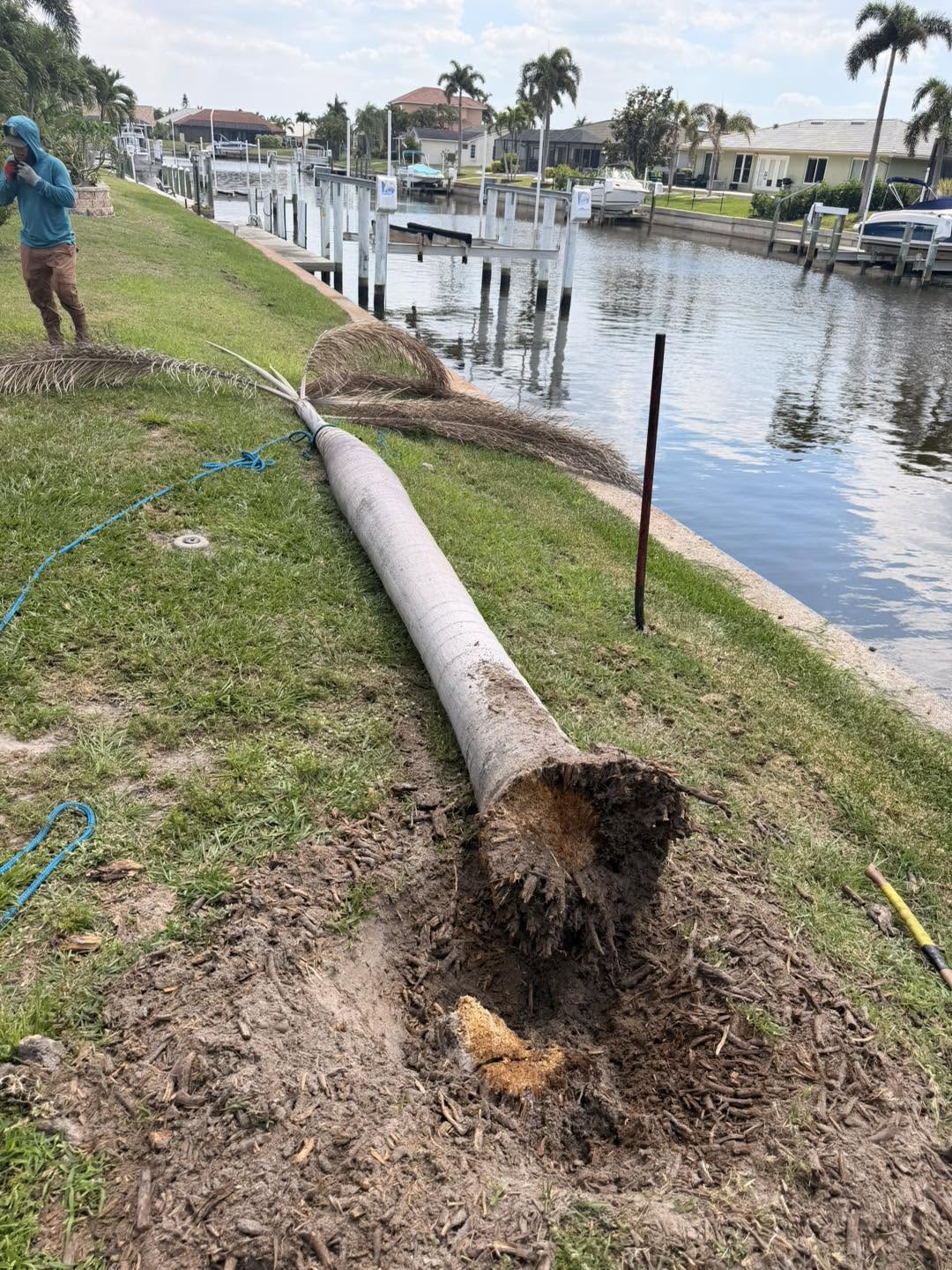 Tree Services